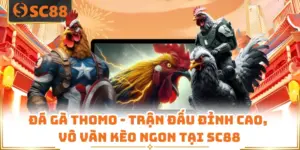 Đá Gà Thomo - Trận Đấu Đỉnh Cao, Vô Vàng Kèo Ngon Tại SC88