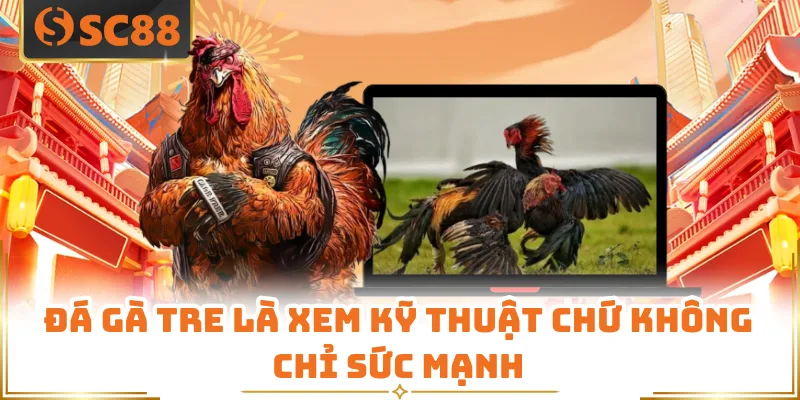 Đá gà tre là xem kỹ thuật chứ không chỉ sức mạnh